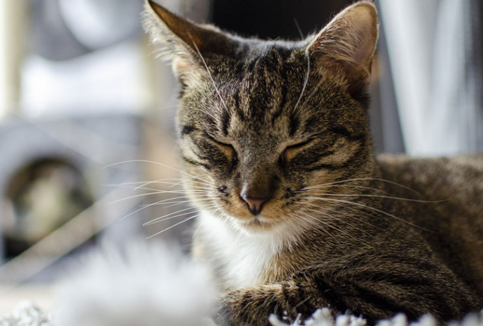 La Gatta Frettolosa Fa I Gattini Ciechi